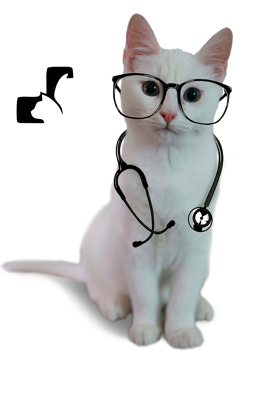 Gato com equipamento médico, logo ao fundo