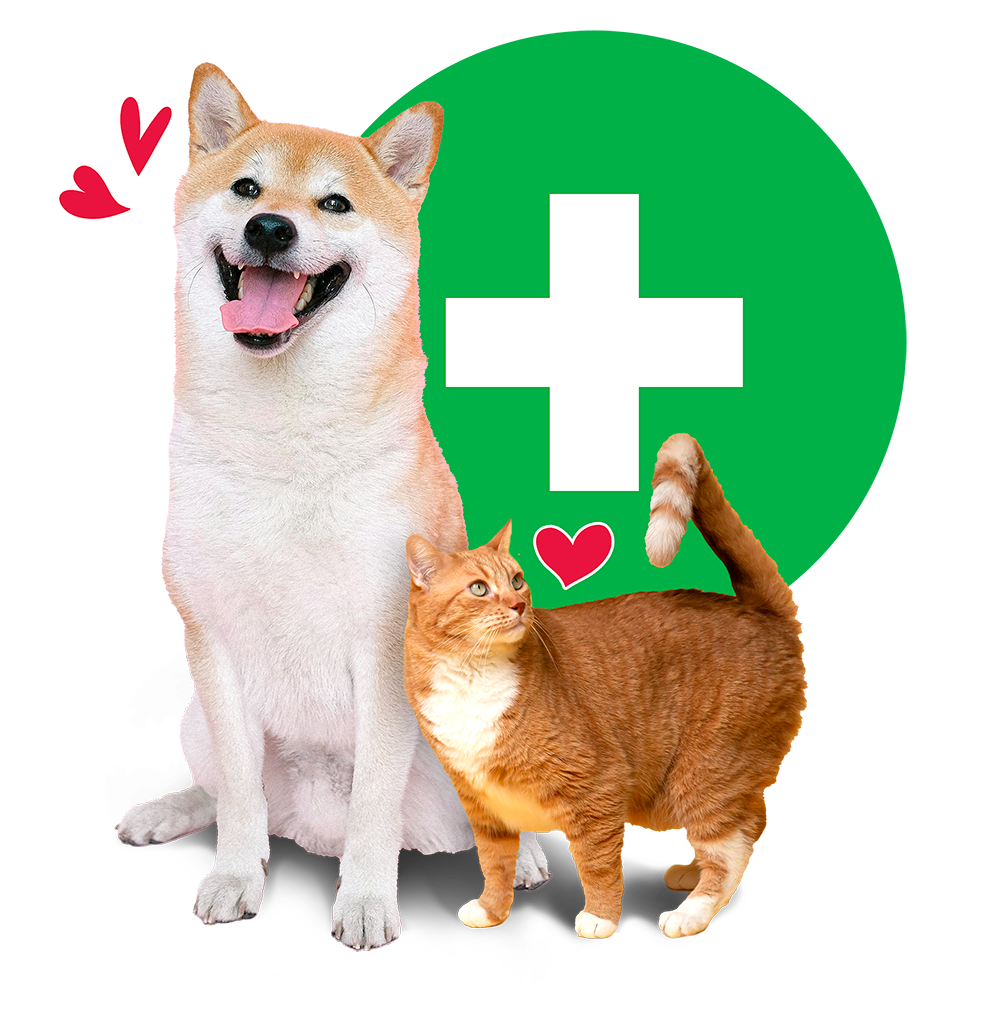 Cachorro e gato, com simbologia de saúde ao fundo.
